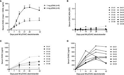 Clinically relevant dosing and pharmacokinetics of DNA-encoded antibody therapeutics in a sheep model